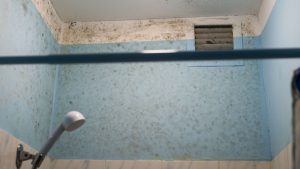 Bold mold on shower walls and ceiling