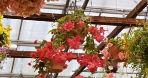 begonia hanging