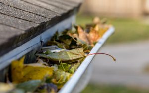 a closeup shot of leaves in a gutter