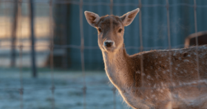 deer behind a fence