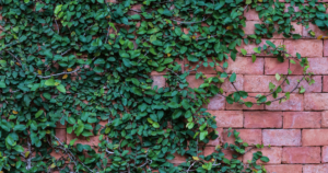 House with ivy growing up the brick walls.